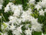 庭の花 ナデシコPerrenial, Dianthus x allwoodii, Dianthus  hybrida, Dianthus  knappii ホワイト フォト, 説明 と 栽培, 成長 と 特性