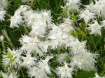 Trädgårdsblommor Dianthus Perrenial, Dianthus x allwoodii, Dianthus  hybrida, Dianthus  knappii vit Fil, beskrivning och uppodling, odling och egenskaper