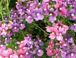 Garden Flowers Diascia, Twinspur lilac Photo, description and cultivation, growing and characteristics