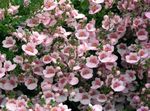 Garden Flowers Diascia, Twinspur pink Photo, description and cultivation, growing and characteristics