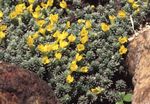 Have Blomster Douglasia, Rocky Mountain Dværg-Primula, Vitaliana gul Foto, beskrivelse og dyrkning, voksende og egenskaber