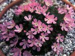 Have Blomster Douglasia, Rocky Mountain Dværg-Primula, Vitaliana pink Foto, beskrivelse og dyrkning, voksende og egenskaber