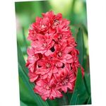 Puutarhakukat Hollanti Hyasintti, Hyacinthus punainen kuva, tuntomerkit ja muokkaus, viljely ja ominaisuudet