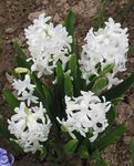 garður blóm Dutch Hyacinth, Hyacinthus hvítur mynd, lýsing og ræktun, vaxandi og einkenni