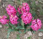 Tuin Bloemen Nederlands Hyacint, Hyacinthus roze foto, beschrijving en teelt, groeiend en karakteristieken
