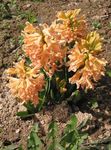 orange Flower Dutch Hyacinth characteristics and Photo