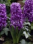 purple Flower Dutch Hyacinth characteristics and Photo