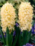 Flores de jardín Jacinto Holandés, Hyacinthus amarillo Foto, descripción y cultivo, cultivación y características
