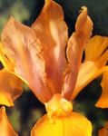 oranžový Kvetina Dutch Iris, Španielčina Iris vlastnosti a fotografie