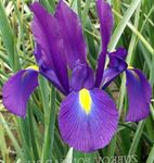 Vrtno Cvetje Nizozemski Iris, Španski Iris, Xiphium vijolična fotografija, opis in gojenje, rast in značilnosti