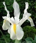 Zahradní květiny Dutch Iris, Španělština Iris, Xiphium bílá fotografie, popis a kultivace, pěstování a charakteristiky