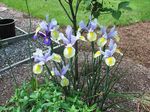 lichtblauw Bloem Nederlandse Iris, Spaans Iris karakteristieken en foto