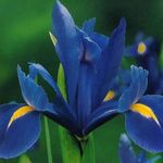 Hage blomster Dutch Iris, Spansk Iris, Xiphium blå Bilde, beskrivelse og dyrking, voksende og kjennetegn