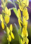 Trädgårdsblommor Dyer Greenweed, Genista tinctoria gul Fil, beskrivning och uppodling, odling och egenskaper