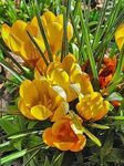 Λουλούδια κήπου Νωρίς Κρόκος, Ο Κρόκος Tommasini Του, Κρόκος Χιόνι, Tommies, Crocus κίτρινος φωτογραφία, περιγραφή και καλλιέργεια, φυτοκομεία και χαρακτηριστικά