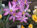Садові Квіти Крокус, Crocus рожевий Фото, опис і вирощування, зростаючий і характеристика