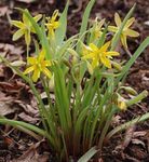 Flores de jardín Principios De Estrella De Belén, Gagea amarillo Foto, descripción y cultivo, cultivación y características