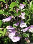 Bahçe Çiçekleri Doğu Penstemon, Kıllı Beardtongue leylak fotoğraf, tanım ve yetiştirme, büyüyen ve özellikleri