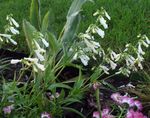 Flores de jardín Penstemon Oriental, Beardtongue Peluda blanco Foto, descripción y cultivo, cultivación y características