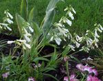 I fiori da giardino Penstemon Orientale, Beardtongue Peloso bianco foto, descrizione e la lavorazione, la coltivazione e caratteristiche