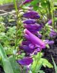 Flores de jardín Penstemon Oriental, Beardtongue Peluda púrpura Foto, descripción y cultivo, cultivación y características