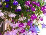 I fiori da giardino Lobelia Bordatura, Lobelia Annuale, Lobelia Finali rosa foto, descrizione e la lavorazione, la coltivazione e caratteristiche