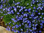 Dārza Ziedi Apmales Lobēlija, Gada Lobēlija Skrituļa ​​lobēlija, Lobelia zils Foto, apraksts un audzēšana, augošs un raksturlielumi
