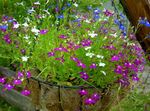 Záhradné kvety Lemovanie Lobelia, Výročné Lobelia, Koncové Lobelia fialový fotografie, popis a pestovanie, pestovanie a vlastnosti