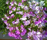 Gartenblumen Einfassung Lobelien, Jahreslobelien, Hinter Lobelia flieder Foto, Beschreibung und Anbau, wächst und Merkmale