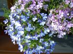 Dārza Ziedi Apmales Lobēlija, Gada Lobēlija Skrituļa ​​lobēlija, Lobelia gaiši zils Foto, apraksts un audzēšana, augošs un raksturlielumi