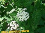white  Egyptian star flower, Egyptian Star Cluster characteristics and Photo