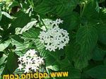  Égyptien Fleur Étoiles, Amas D'étoiles Égyptien, Pentas blanc Photo, la description et la culture du sol, un cultivation et les caractéristiques