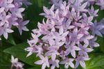 Ogrodowe Kwiaty Pentas liliowy zdjęcie, opis i uprawa, hodowla i charakterystyka