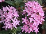 Садові Квіти Пентас, Pentas рожевий Фото, опис і вирощування, зростаючий і характеристика