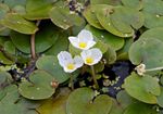 European Frogbit