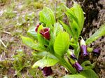 Euroopan Scopolia, Venäjä Belladonna