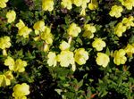 Hage blomster Nattlysolje, Oenothera fruticosa gul Bilde, beskrivelse og dyrking, voksende og kjennetegn
