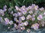 Hage blomster Nattlysolje, Oenothera speciosa rosa Bilde, beskrivelse og dyrking, voksende og kjennetegn
