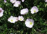 Evening primrose 