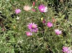 Vrtno Cvetje Večna, Smilja, Strawflower, Papir Daisy, Večni Daisy, Xeranthemum roza fotografija, opis in gojenje, rast in značilnosti
