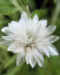bílá Květina Věčný, Smil, Strawflower, Papír Sedmikráska, Sedmikráska Věčný charakteristiky a fotografie