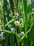 Exotic Bur Reed