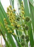 Vrtno Cvetje Exotic Bur Reed, Sparganium erectum rumena fotografija, opis in gojenje, rast in značilnosti
