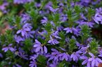  Víla Ventilátor Květina, Scaevola aemula modrý fotografie, popis a kultivace, pěstování a charakteristiky