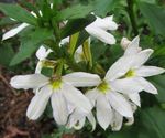  Fairy Fan Blomma, Scaevola aemula vit Fil, beskrivning och uppodling, odling och egenskaper