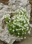 Vrtno Cvetje Vila Pustikara, Erinus alpinus bela fotografija, opis in gojenje, rast in značilnosti