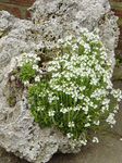 Have Blomster Fe Fingerbøl, Erinus alpinus hvid Foto, beskrivelse og dyrkning, voksende og egenskaber