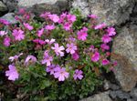 Zahradní květiny Víla Náprstník, Erinus alpinus růžový fotografie, popis a kultivace, pěstování a charakteristiky