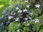 Zahradní květiny False Sasanka, Anemonopsis macrophylla šeřík fotografie, popis a kultivace, pěstování a charakteristiky