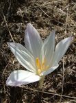 beyaz çiçek Sahte Sonbahar Çiğdem, Gösterişli Colchicum, Çıplak Bayanlar, Çayır Safran özellikleri ve fotoğraf
